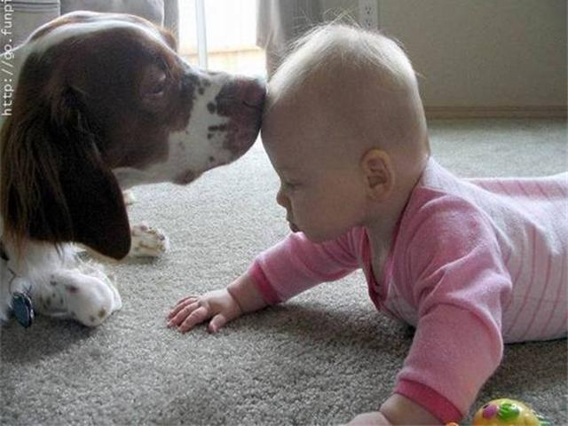Animais Divertidos (22)
